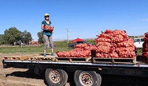 person standing on a flatbed truck loaded with sacks on potatoes