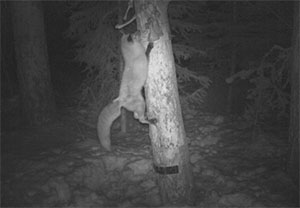 red fox climbing a tree at night