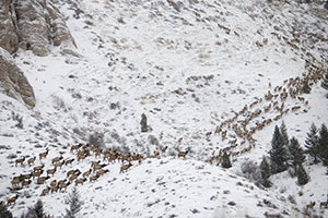 elk walking in lines over a snowy mountainside