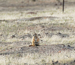 prairie dog