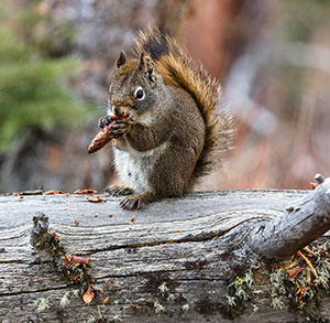squirrel eating a fir cone of a dead tree