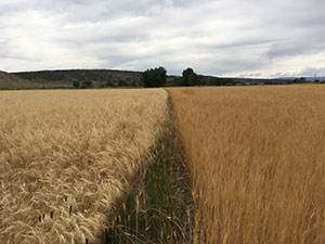 field with two kinds of grain