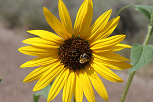 bee on a sunflower