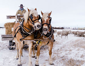 draft horses pulling a wagon through snow beside sheep