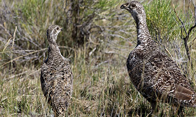 sage grouse in the wild