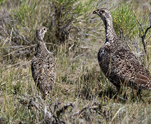 sage grouse in the wild