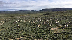 field of sheep