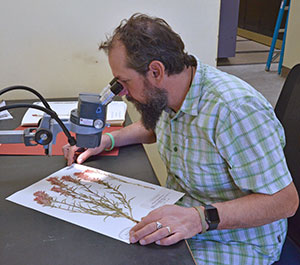 man examining plant sample through magnifier