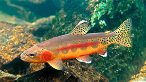 Gold, red and orange trout in the water