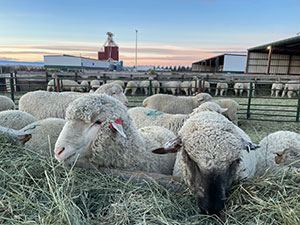 sheep lying in hay