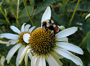 bee on a daisy