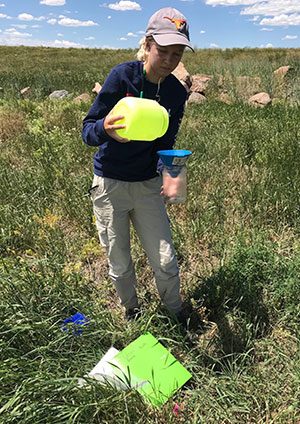 person in a field putting captured bugs in a container