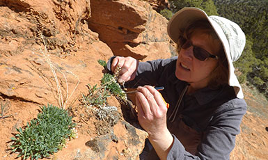 person examining plants on a rocky mountainside
