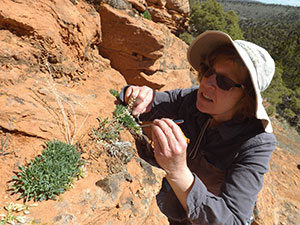 person examining plants on a rocky mountainside