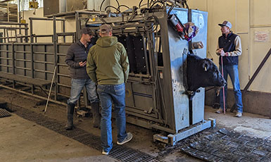 three people looking at a bull in a metal box