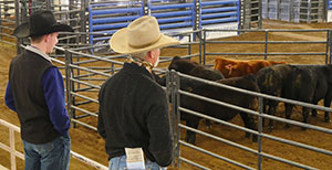 two people looking at a pen of cattle