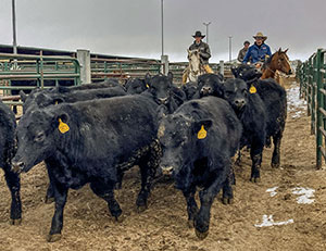 cattle being herded between metal fences