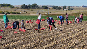 people bagging potatoes in a field