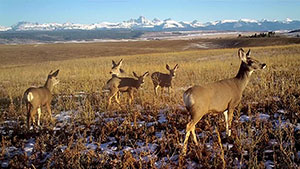 deer with mountains in the background