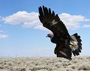 eagle flying