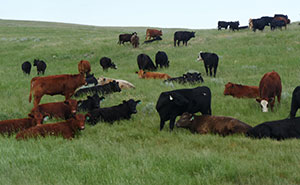 cattle in a green field