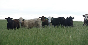 cattle in a grassy field