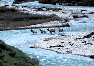 group of elk crossing a river