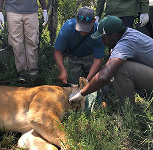 people putting a gps collar on a tranquilized lioness