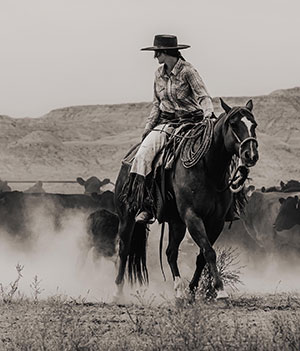 person riding a horse, working cattle