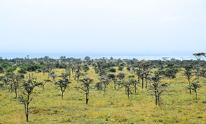 green landscape dotted by many trees