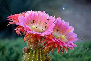 bees on a cactus flower