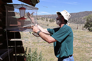 man checking hummingbird feeder in trap