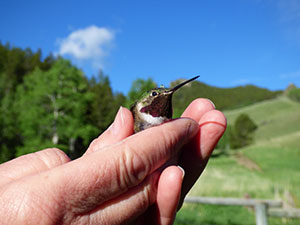 person's hand with hummingbird