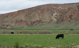 cattle grazing with a mountain in the background