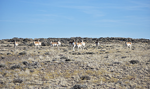 pronghorn antelope on the prairie