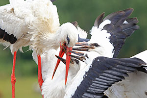stork feeding young