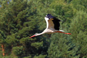 stork flying against a background of trees