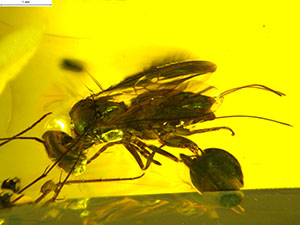 wasp preserved in amber