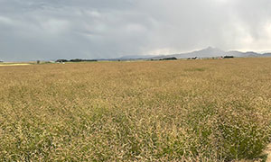 field of grasses with mountains in the background