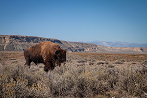 bison with mountains in the background