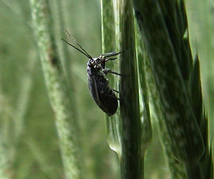 bug on grass stem