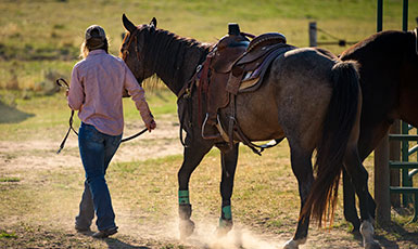 person leading a horse