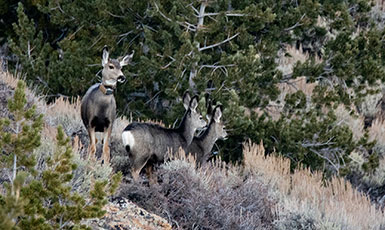 deer on a hillside with two fawns
