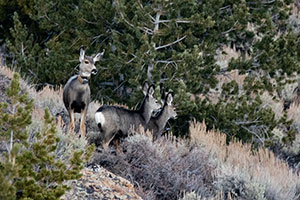 deer with two fawns on hillside
