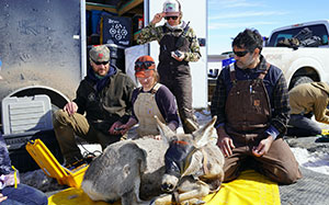 captured deer surrounded by researchers