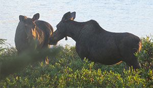 two moose by a lake