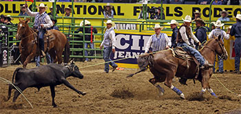 man on horseback roping a calf