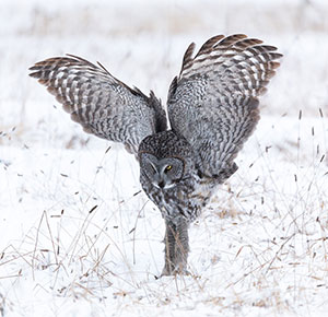 owl catching prey in the snow