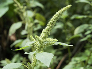 closeup picture of a plant