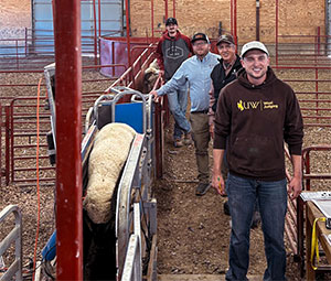 man in a barn with a sheep in a squeeze chute nearby
